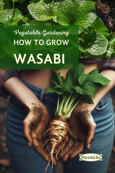 a person holding up some vegetables with the title vegetable gardening how to grow wasabi