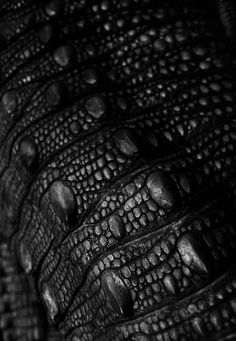 an alligator's skin with drops of water on the surface, in black and white