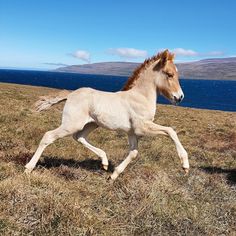 a white horse running on top of a grass covered field next to the ocean with mountains in the background