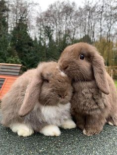 two rabbits are sitting next to each other