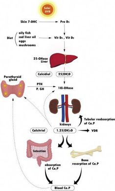 Human Nutrition, Cod Liver Oil, Vitamin D Deficiency, Fetal Development, Childrens Health, Growth Hormone, A Day In Life, Bone Health, The Missing