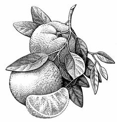 an orange with leaves on it is drawn in black and white, vintage line drawing or engraving