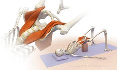 an image of a skeleton doing yoga exercises