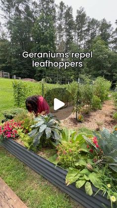 a garden with lots of plants and flowers in it