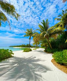 the beach is lined with palm trees and white sand