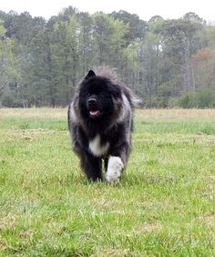 a large black and white dog walking across a lush green field with trees in the background