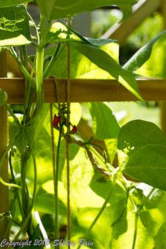 the plant is growing on the wooden fence