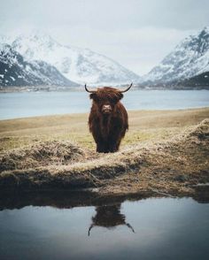 a brown cow standing on top of a grass covered field next to a body of water