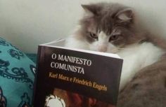 a gray and white cat laying on top of a book