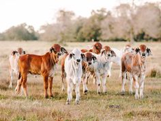 a herd of brown and white cows standing on top of a grass covered field