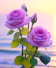 Plant Ideas, Purple Rose, Beautiful Rose Flowers, Beautiful Flowers Pictures, Purple Roses, Love At First Sight, Flower Pictures, Beautiful Roses, Rose Flower