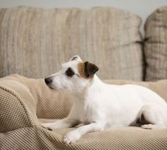 a small white and brown dog laying on top of a couch