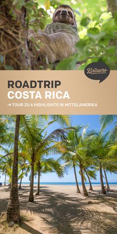 the road trip costa rica with sloths and palm trees in front of it is an advertisement