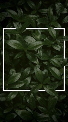 green leaves with a white square frame in the middle on a black background that says,