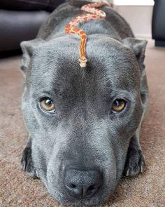 a gray dog laying on the floor with a rope tied to its head and looking at the camera