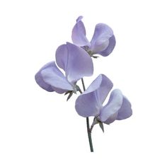 three purple flowers are shown against a white background