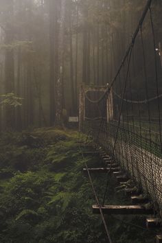 a bridge in the middle of a forest on a foggy day