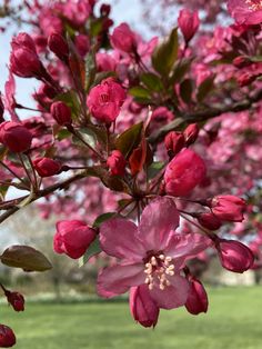 pink flowers blooming on the branches of a tree