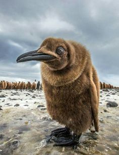 a large bird standing on top of a snow covered ground next to other birds in the distance