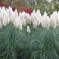 tall white flowers and grass in a garden