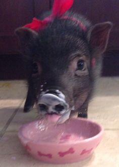 a small pig drinking water out of a pink bowl