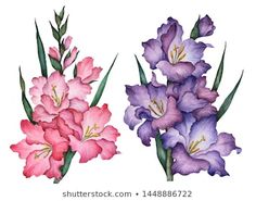 three different types of flowers are shown in watercolor and ink on paper, each one is