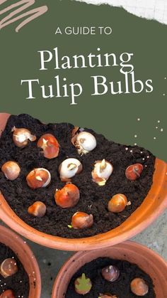 three clay pots filled with plants and dirt in front of a green sign that says guide to planting tulip bulbs