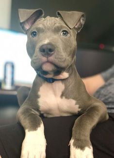 a gray and white dog sitting on top of a person's lap with his paw up