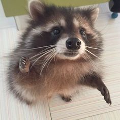 a raccoon is standing on its hind legs and looking up at the camera