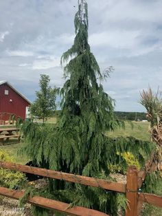 a small tree in the middle of a field next to a wooden fence and red barn