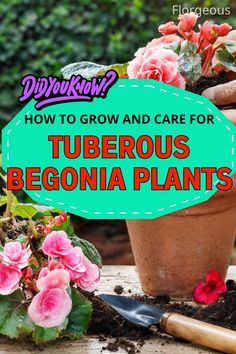 Tuberous Begonia Care Begonia Plants, Tuberous Begonia, Flowering Plants, Late Winter, Organic Matter, New Growth