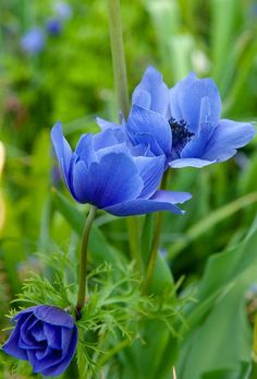 some blue flowers are growing in the grass