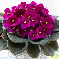 purple flowers are in a white vase with green leaves on the outside and yellow stamens on the inside