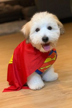 a small white dog wearing a superman cape