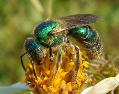 two green bees sitting on top of a yellow flower next to each other and looking at the camera