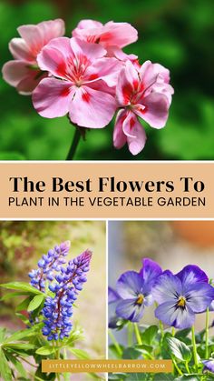 the best flowers to plant in the vegetable garden with pictures of purple and pink flowers