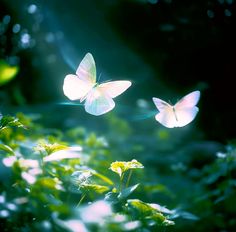 two white butterflies flying in the air over green plants and flowers with sunlight shining through them