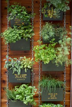 an assortment of plants are hanging on the side of a wooden wall with chains attached to it