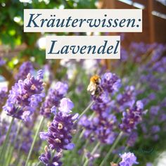 Lavendel ist super vielseitig und eine der beliebtesten HeilpflanzenWie du ihn einsetzen kannsterfährst du hierLavendel Kräuterwissen Heilkraut Naturkosmetik Perennials Low Maintenance, Long Blooming Perennials, Lavender Recipes, Cottage Garden Plants, Organic Gardening Tips, Lavandula Angustifolia, Perfect Garden, Taos, Gardening For Beginners