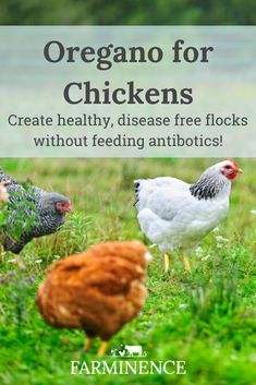 three chickens standing in the grass with text overlay that reads organic for chickens create healthy, disease - free flocks without feeding antibiotics