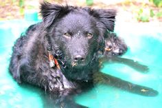 a black dog laying on top of a blue pool filled with water and food in it's mouth