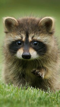 a raccoon is walking through the grass with it's paws in the air