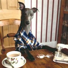 a dog sitting at a table in front of a cup and saucer