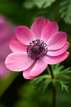 a pink flower with green leaves in the background