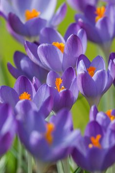 purple crocsants with orange centers in the sun