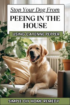 a dog sitting on top of a couch in front of a window with the caption stop your dog from peeing in the house using cayenne pepper