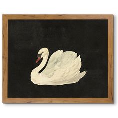 a white swan floating in the water on a black background framed art print by person