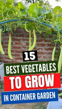 the best vegetables to grow in container garden