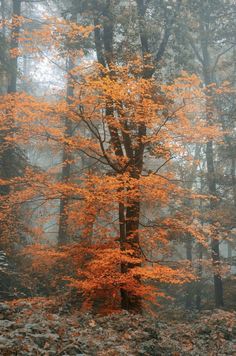 an orange tree in the middle of a forest