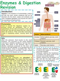 an info sheet describing the different types of digests and their functions in human body